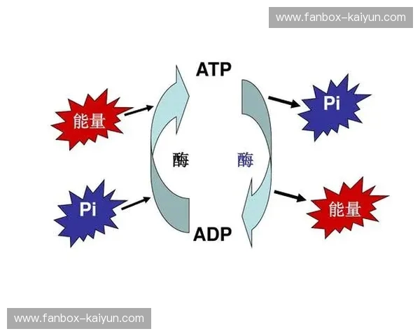 ATP分析：看见能量、看见安全的科学之眼